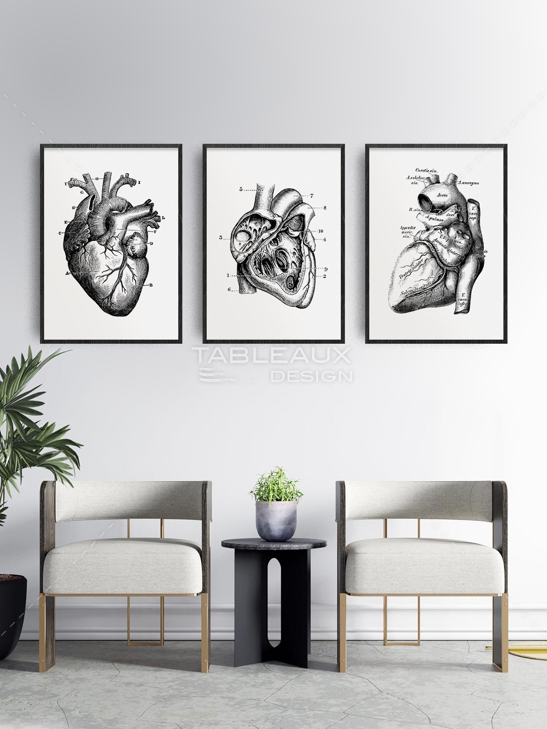 Cardiologie - Anatomie du Cœur